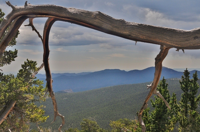 a bristlecone pine